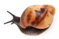 Archachatina marginata marginata Cameroon juvenil